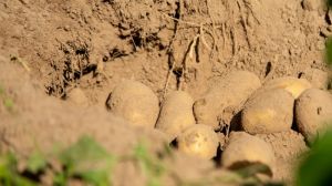 В Україні пропонують збільшити частку компенсації за посівний матеріал картоплі