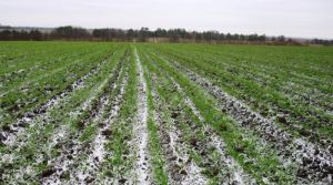 Аномальна погода загрожує врожаю озимих на Рівненщині — аграрій