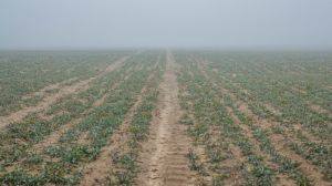 Через дефіцит вологи аграрії Херсонщини ризикують втратити до 50% врожаю озимих