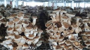 Вітчизняна ферма з вирощування грибів шиїтаке розширює виробничі площі