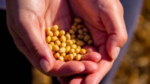 Китай видав сертифікати біобезпеки для нових ГМ-сортів сої та кукурудзи