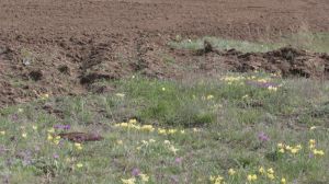 На Миколаївщині фермера звинуватили в знищенні червонокнижних рослин