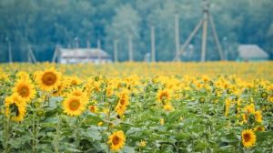Україна лідирує в світі за валовим збором соняшнику