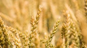 Аграрії поділились досвідом вирощування ярих зернових за врожайності 10 т/га