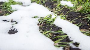 Випадання снігу загрожує подальшим збільшенням шкодочинності гризунів