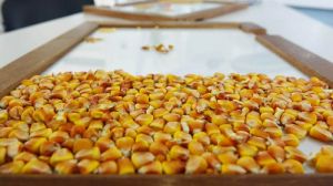 Україна наростила обсяги експорту насіння основних сільгоспкультур