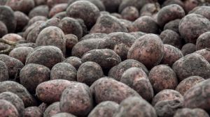 За минулий рік виробництво картоплі в Україні знизилось практично на 10%