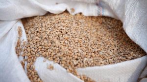 В портах знизились закупівельні ціни на пшеницю