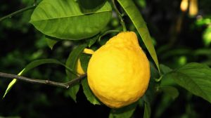 У теплицях на Запоріжжі вирощують органічні лимони