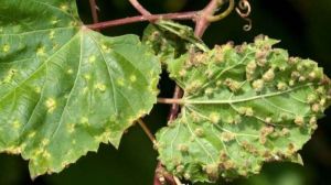Виноградниками на Прикарпатті поширюється новий шкідник
