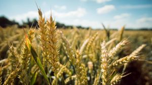 Погодні умови стануть вирішальним фактором впливу на врожай пшениці у новому сезоні