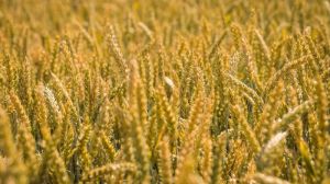 Погодні умови сприяють формуванню високих врожаїв зерна у світі — аналітики
