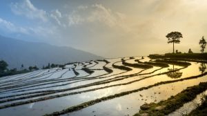 Посухостійкі сорти рису зможуть самостійно пристосовуватись до змін клімату — вчені
