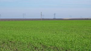 Аномально тепла зима і дефіцит вологи ставлять під загрозу врожай озимих на Харківщині