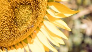 Минулий сезон в Україні відзначився рекордним показником врожайності соняшнику