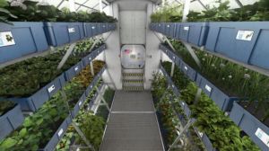 На міжнародній космічній станції зуміли виростити високоякісний врожай салату