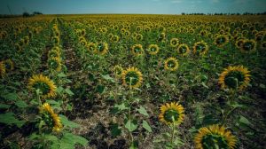 Більшість соняшнику в Україні вирощується з порушенням сівозміни