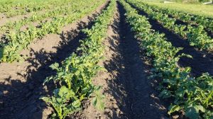 Заборона окремих пестицидів ускладнить сезон для європейських картоплярів