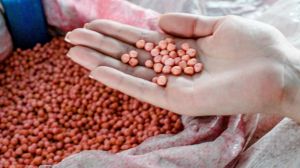 На Луганщині боряться з розповсюдженням фальсифікованого насіння сільгоспкультур