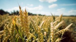 З початку року в Україні зросло сільгоспвиробництво