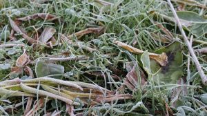 Раптові заморозки завдали шкоди врожаям у Криму