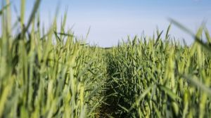 Гібридне жито на силос забезпечує високу віддачу при кормозаготівлі — експерт