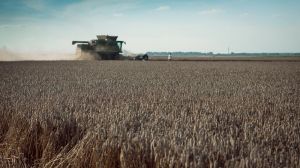 Цьогорічний прогноз врожаю зерна знижено на 2,4%