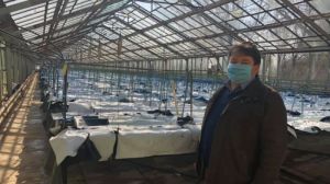 У промисловій гідропонній теплиці на Чернігівщині розводять безвірусні сорти картоплі
