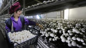 Україна має значний потенціал у розвитку грибного бізнесу — експерт