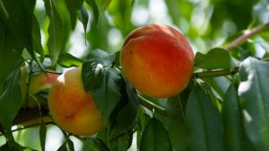 На Львівщині зростають площі персикових садів