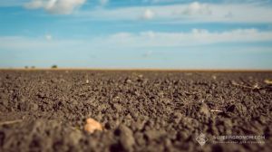 На Вінниччині зафіксовано критично низький рівень вологи у ґрунті