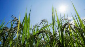 Вченим вдалось на 20% збільшити врожайність трансгенного посухостійкого рису