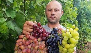 Садівник з Поділля поділився досвідом вирощування винограду