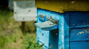 З допомогою бджіл садівники рятують врожаї після нічних заморозків
