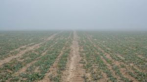 На полях зафіксовано випадки повної загибелі посівів пшениці