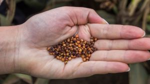 В Україні зростає попит на зернове сорго — аналітики