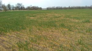 На півдні Одещини посуха знищила до 70% посівів озимих