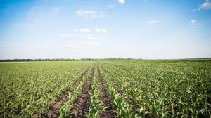 Площі сівби кукурудзи в Україні можуть сягнути чергового рекорду — думка