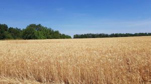 Названо області-лідери за посівними площами ярої пшениці