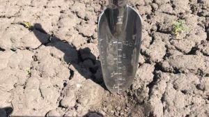 Аграрії Миколаївщини втрачають урожай через відсутність опадів