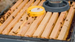 Бджолам шкодить небезпечний вірус
