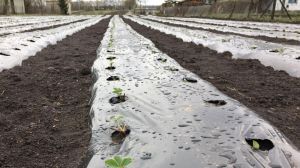На Тернопільщині полуницю вирощують за європейськими стандартами