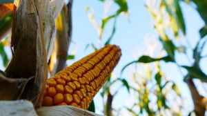 Україні прогнозують збільшення виробництва кукурудзи