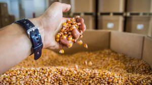 Україна зайняла передостаннє місце у рейтингу країн за співвідношенням експорту-імпорту насіння