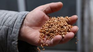 У порту Миколаєва знизились закупівельні ціни на зернові культури
