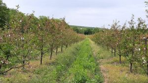 На Вінниччині закладуть нові вишневі сади
