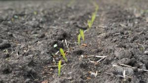 Сумські аграрії перевиконали план сівби кукурудзи