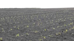 Посіви кукурудзи на Сумщині постраждали від похолодання