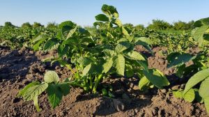 Сімейне господарство вирощує на Волині 11 сортів картоплі