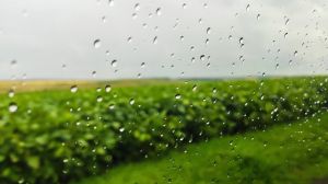 Травневі дощі сприяли припиненню явищ атмосферної та ґрунтової посухи на Донеччині